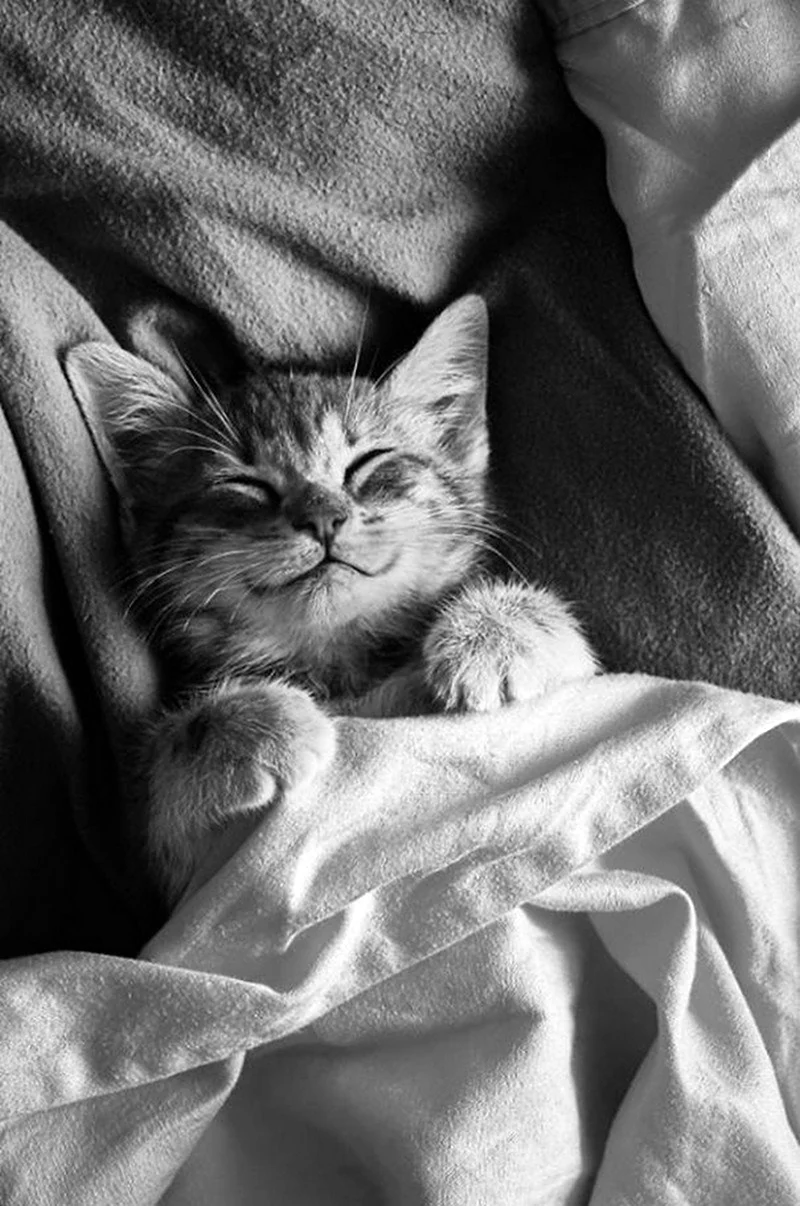 Котенок спит