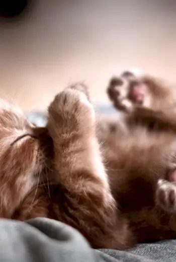 Котенок спит