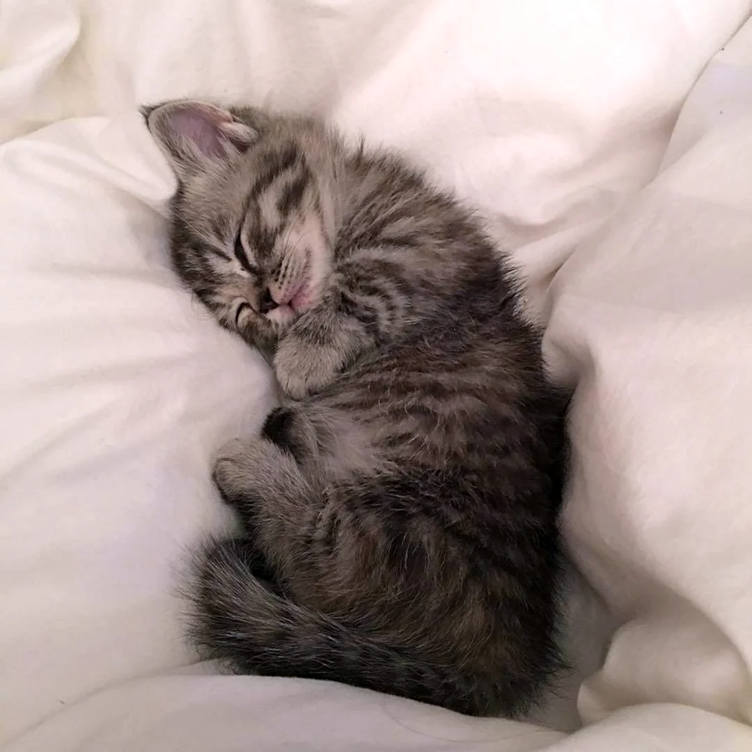 Котенок спит