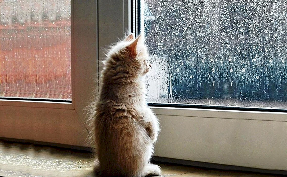 Котенок у окна