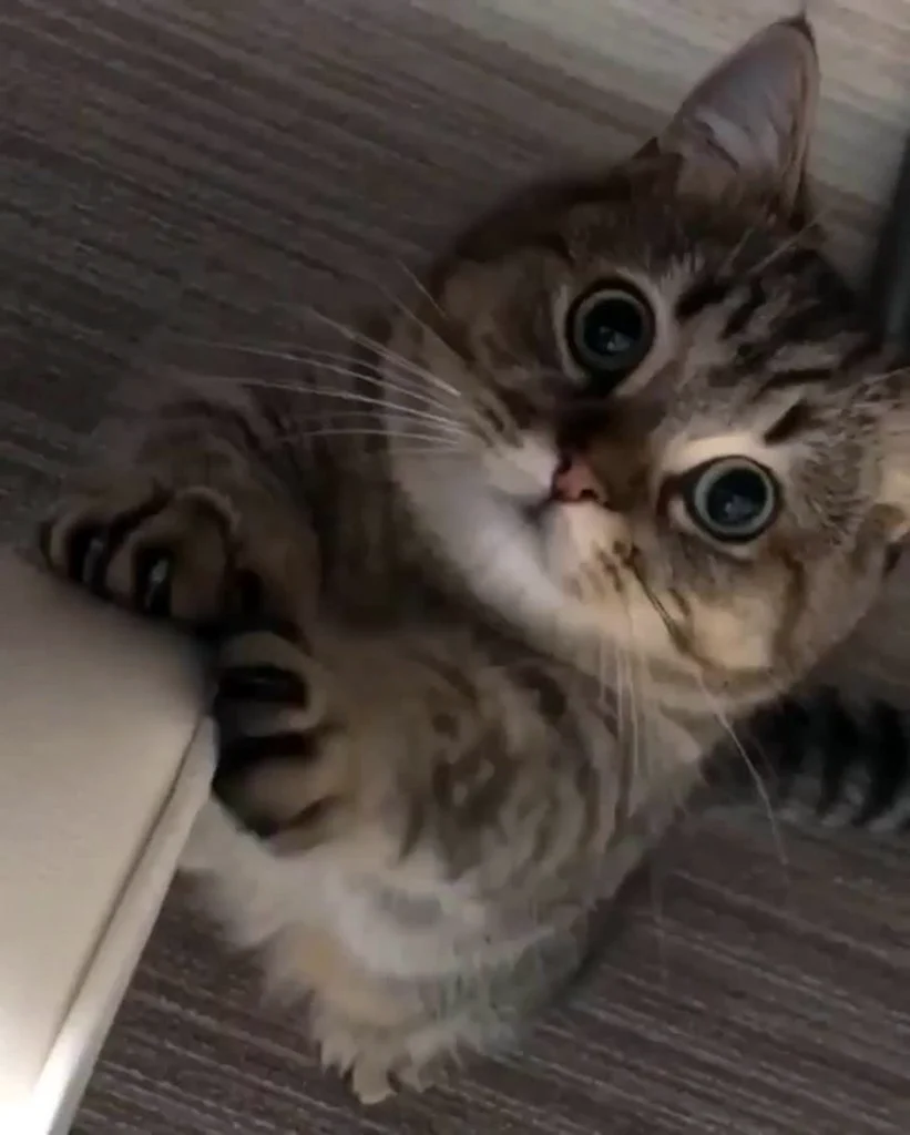 Котенок умиляется