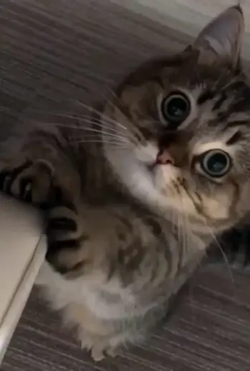Котенок умиляется