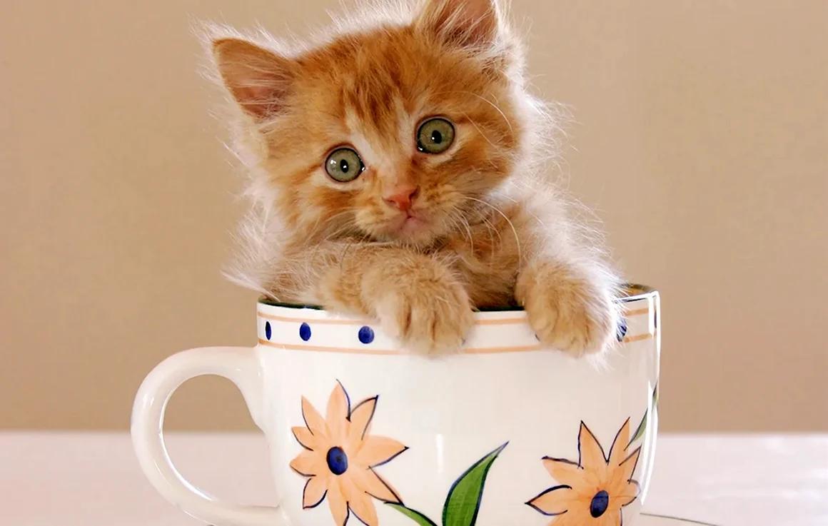 Котенок в чашке