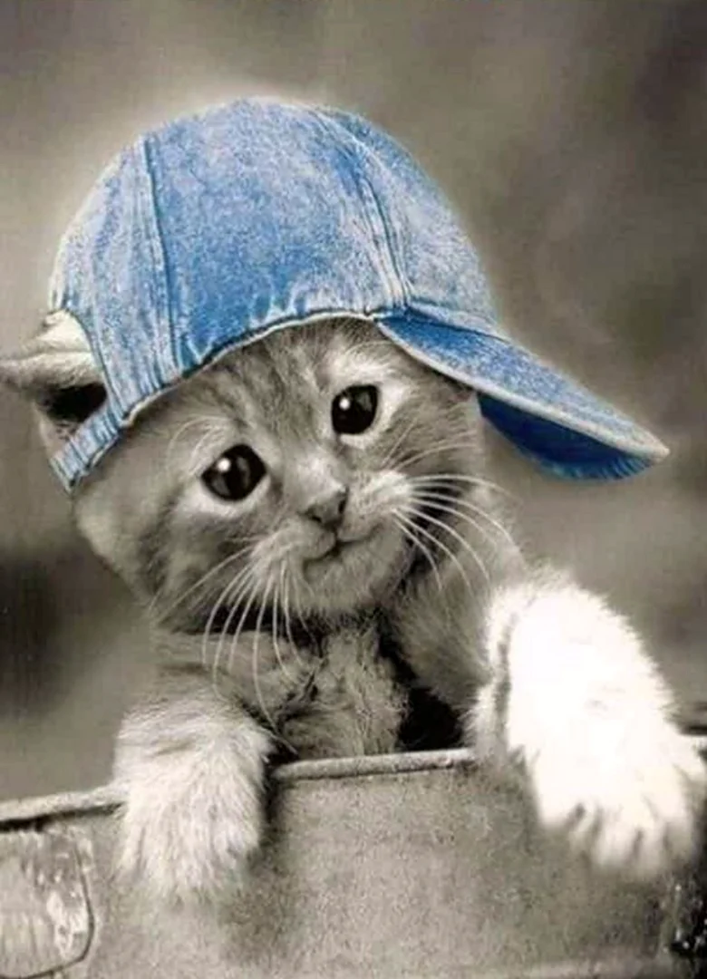 Котенок в шапочке