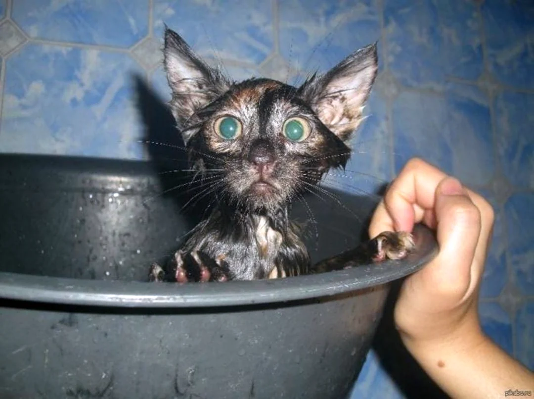 Котенок в тазике