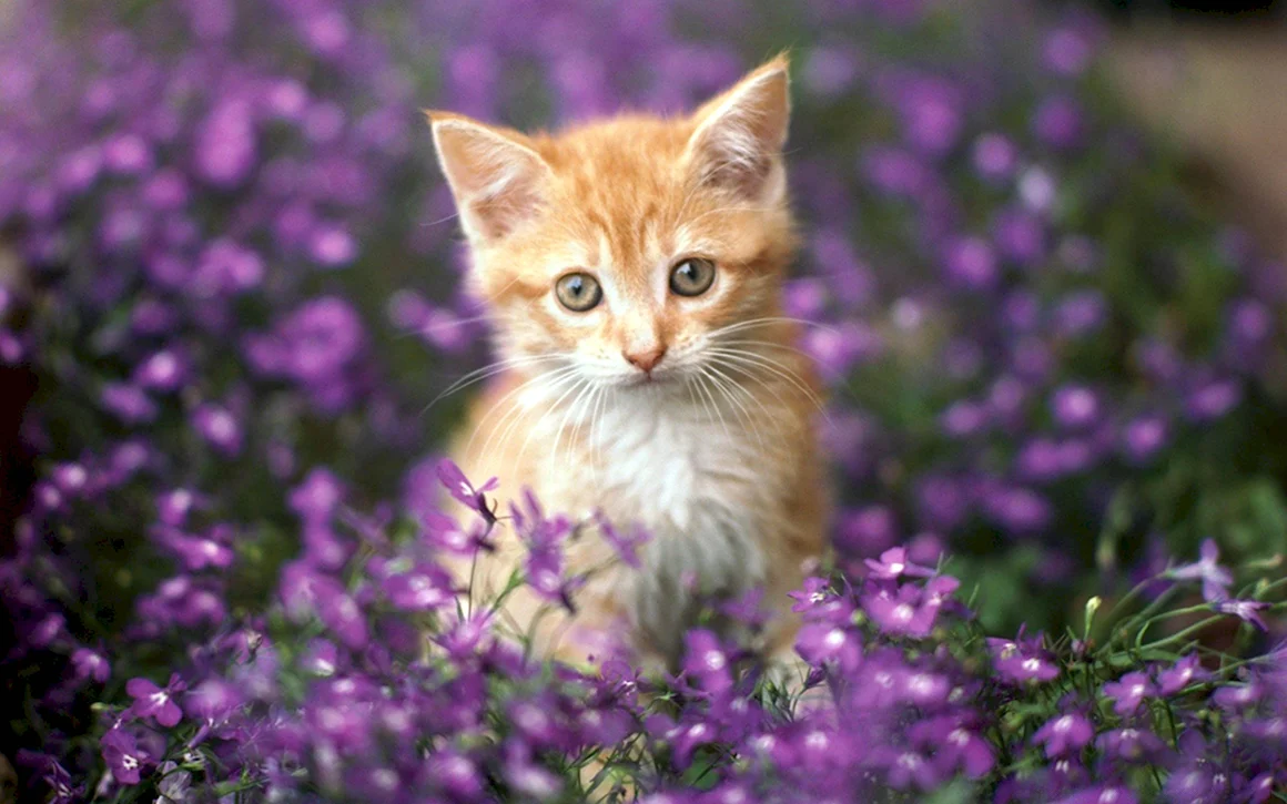 Котенок в цветах