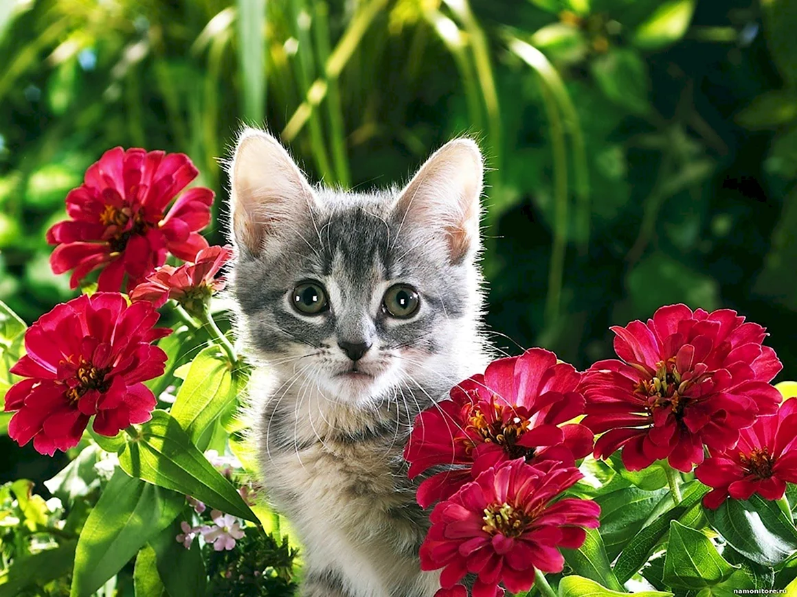 Котенок в цветах