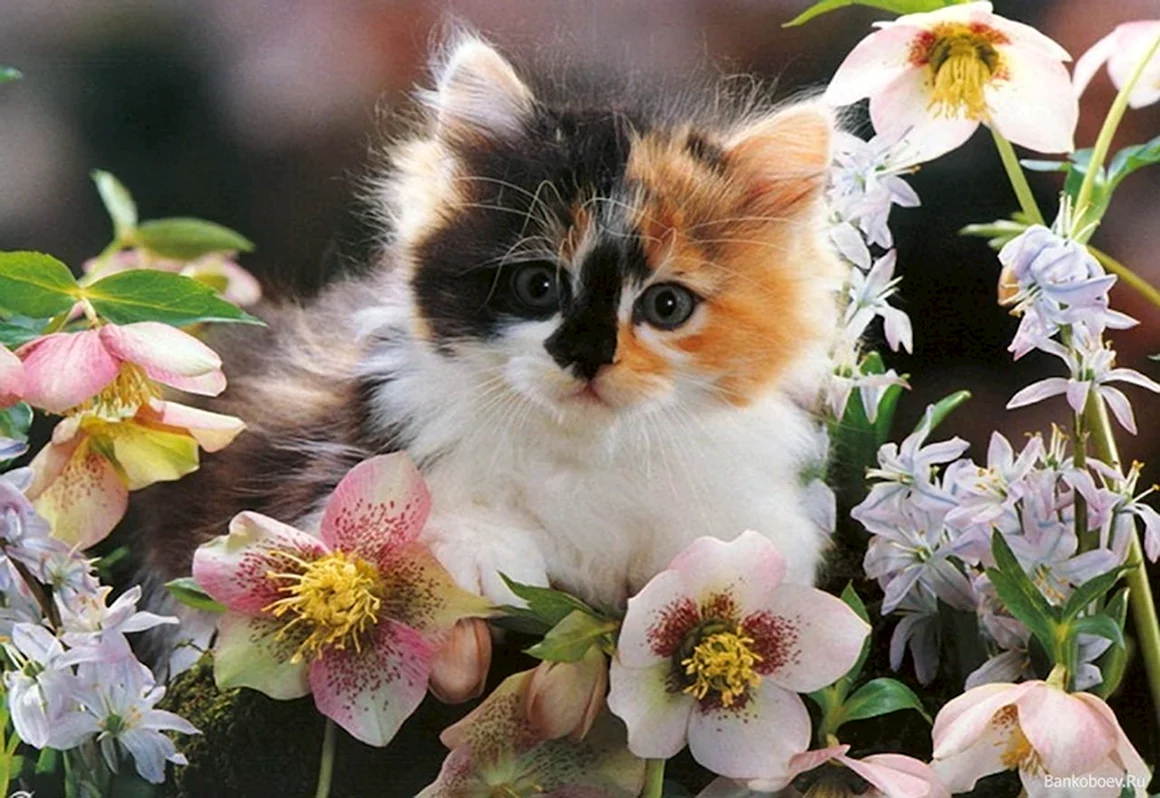 Котенок в цветах