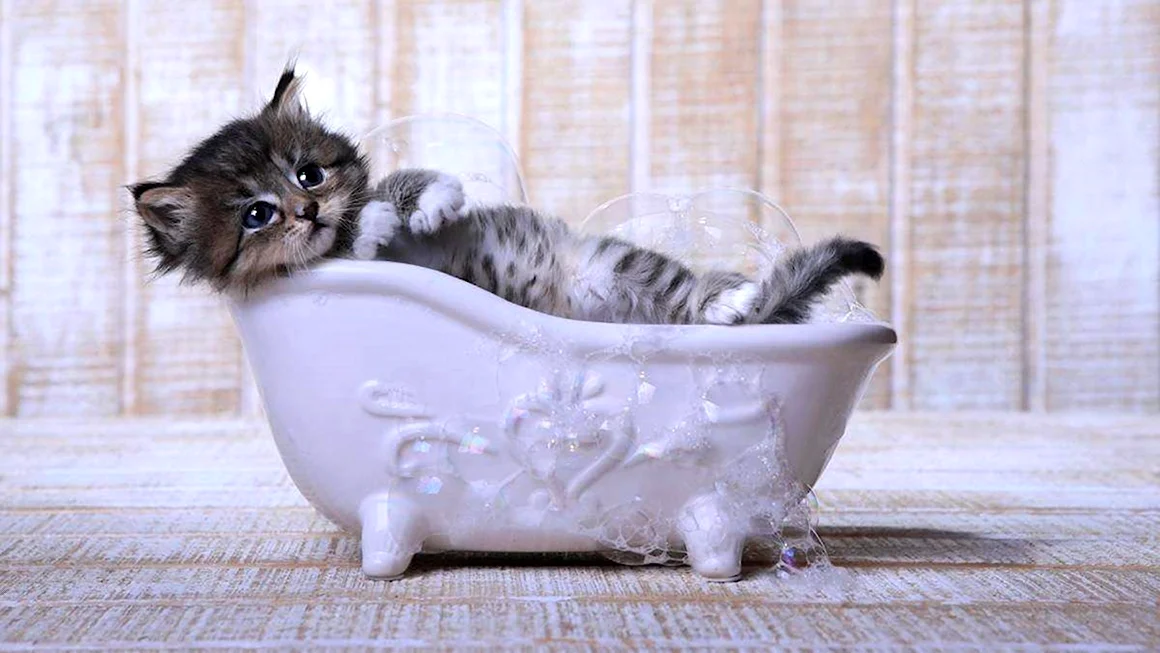 Котенок в ванне