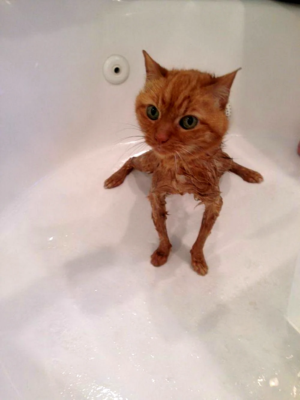 Котенок в ванной