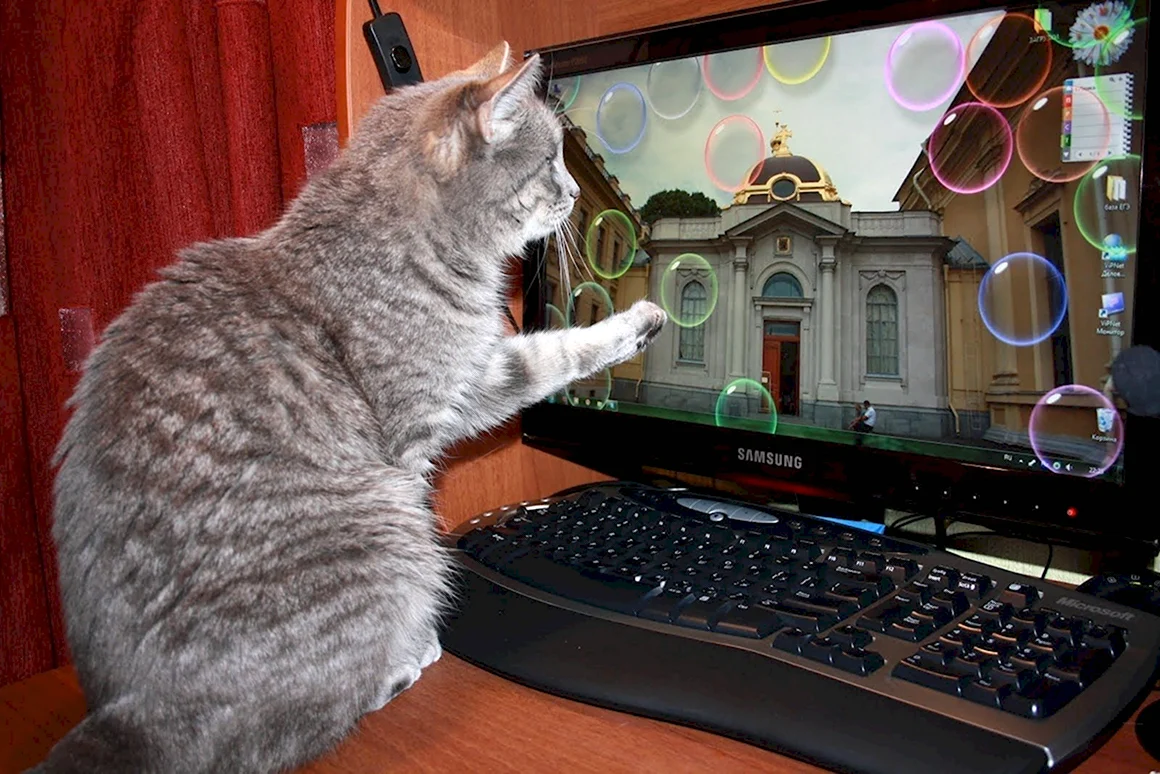 Котенок за компьютером