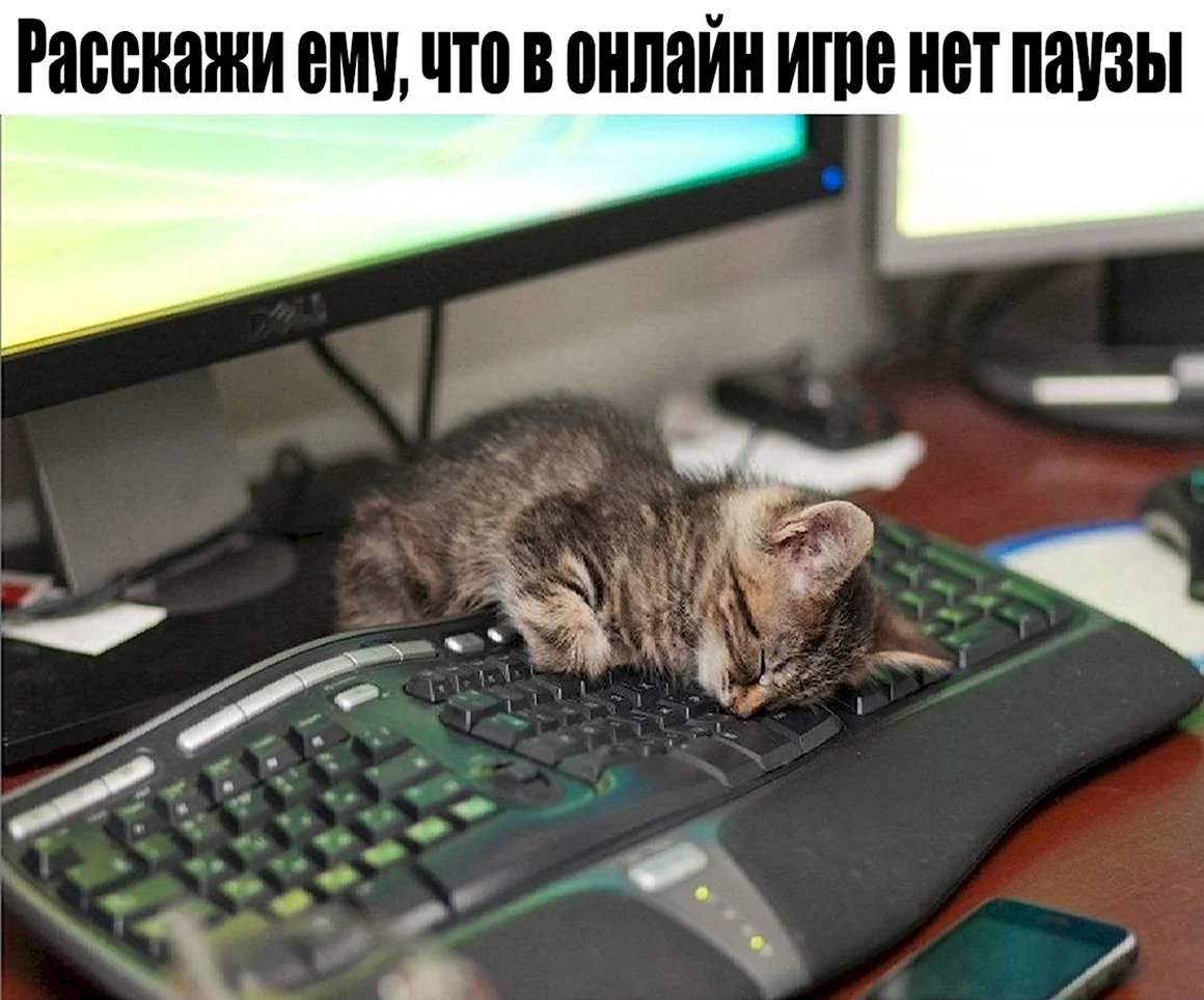Котенок за компьютером