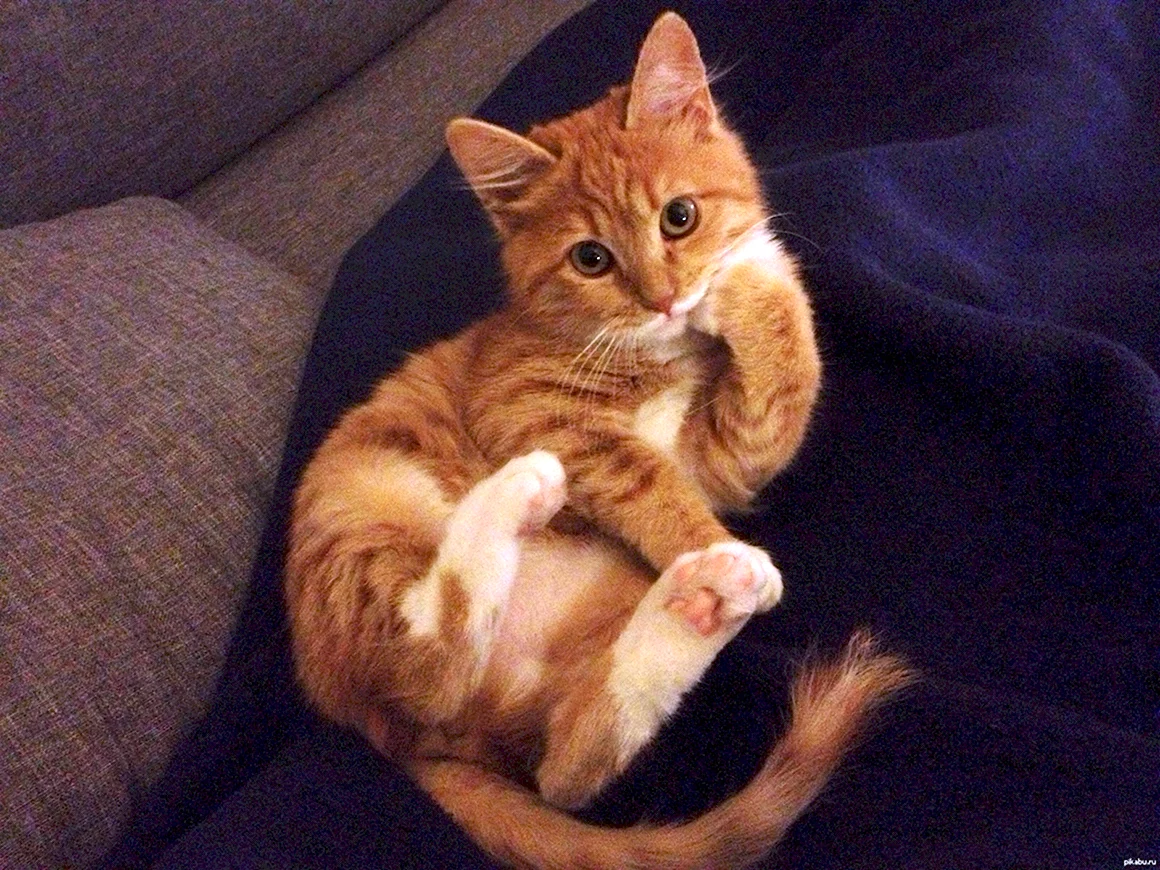 Котенок задумался