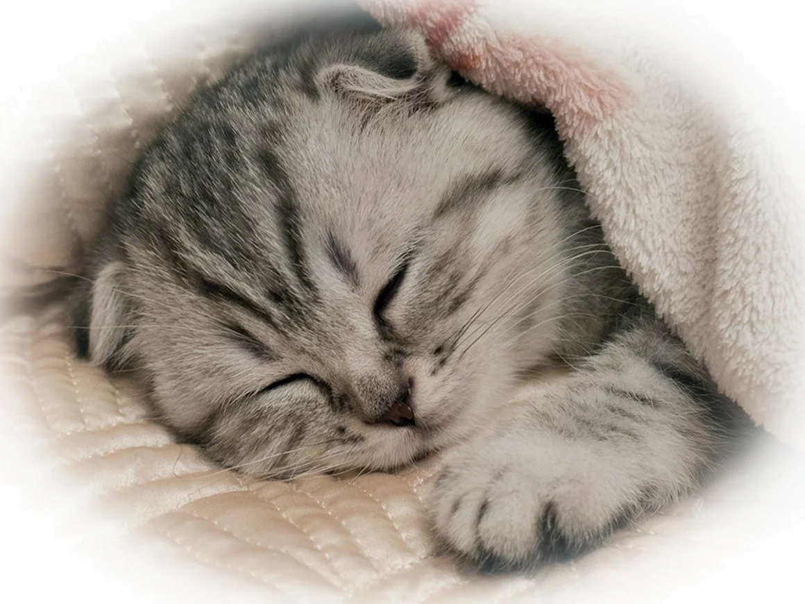 Котенок. Спокойной ночи