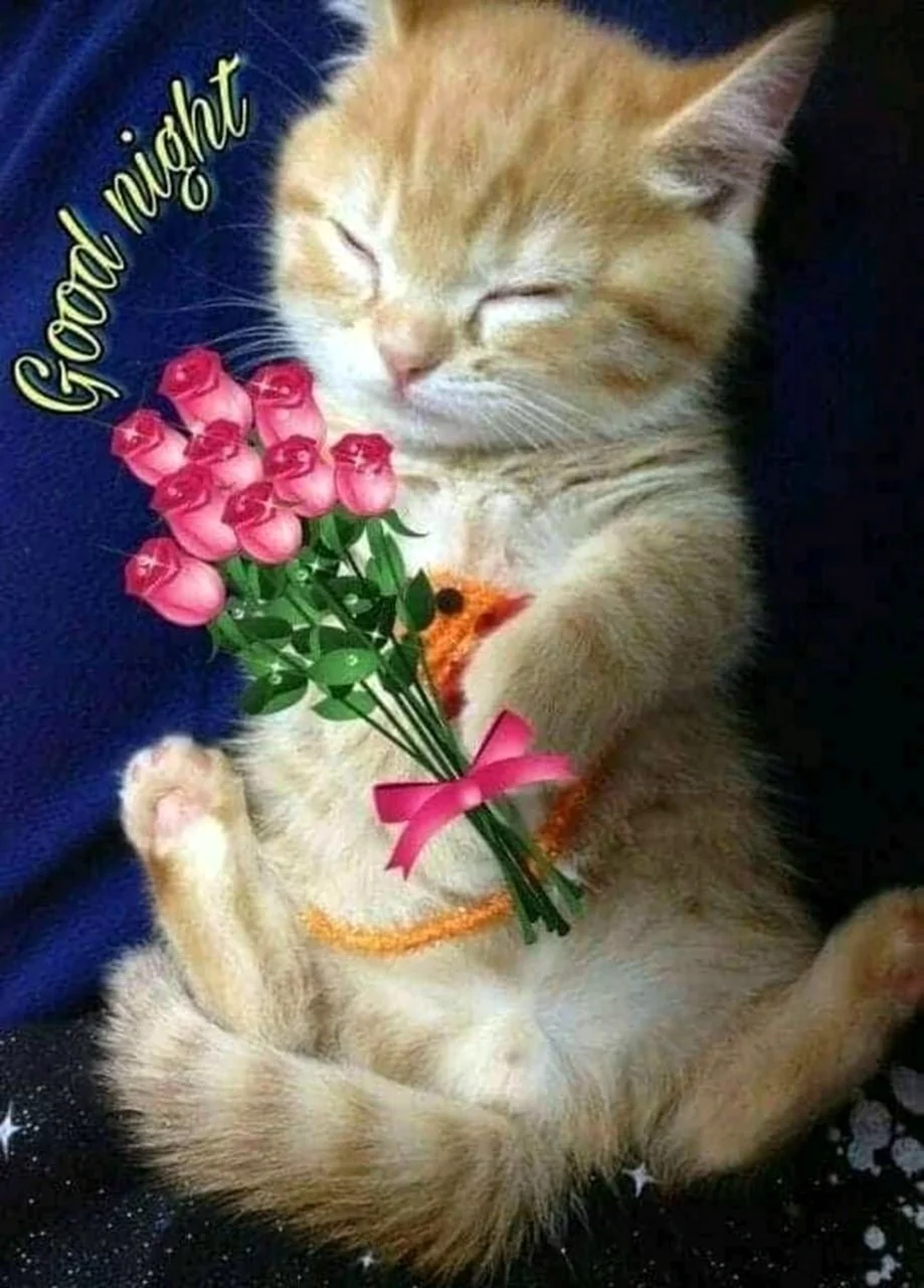 Котенок. Спокойной ночи