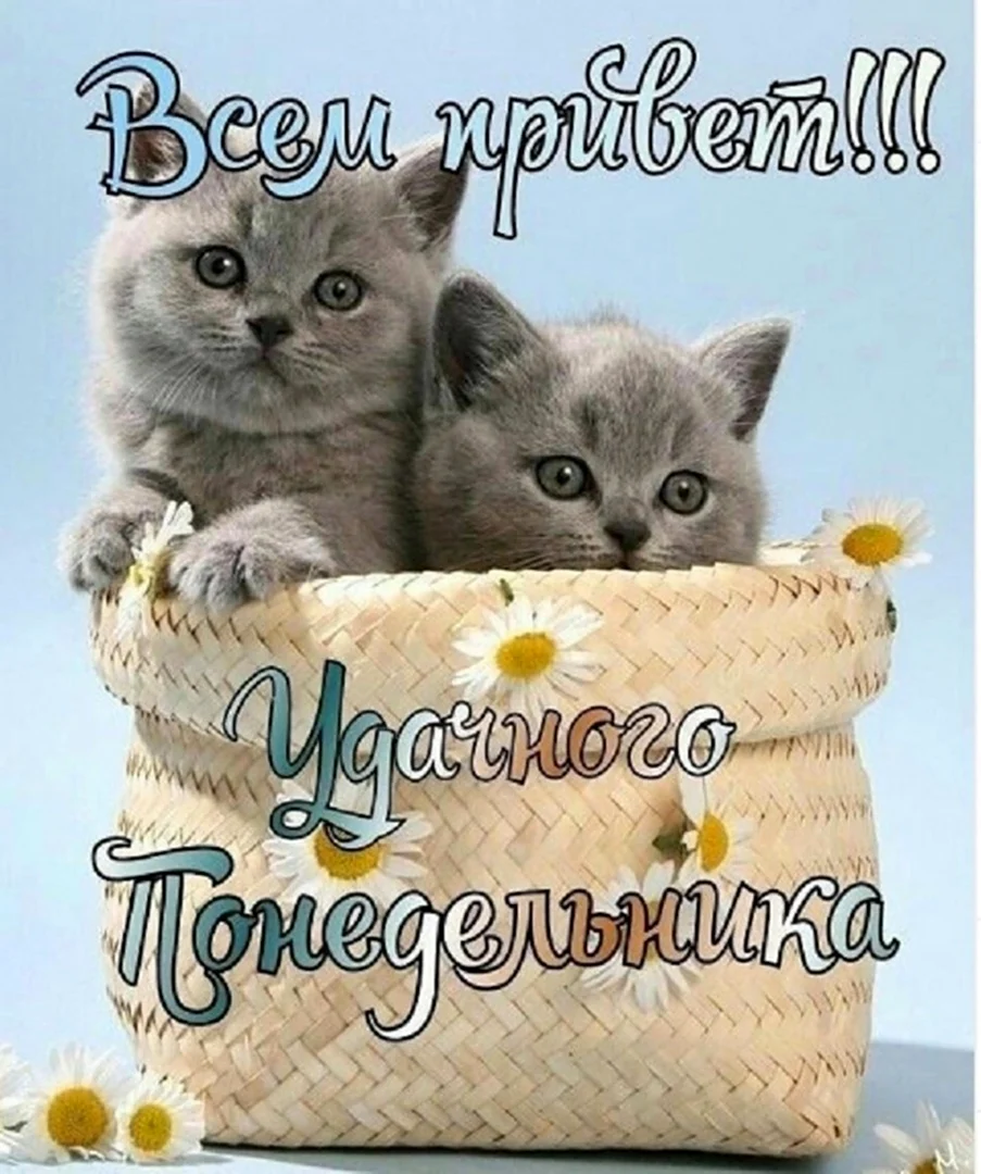Котята