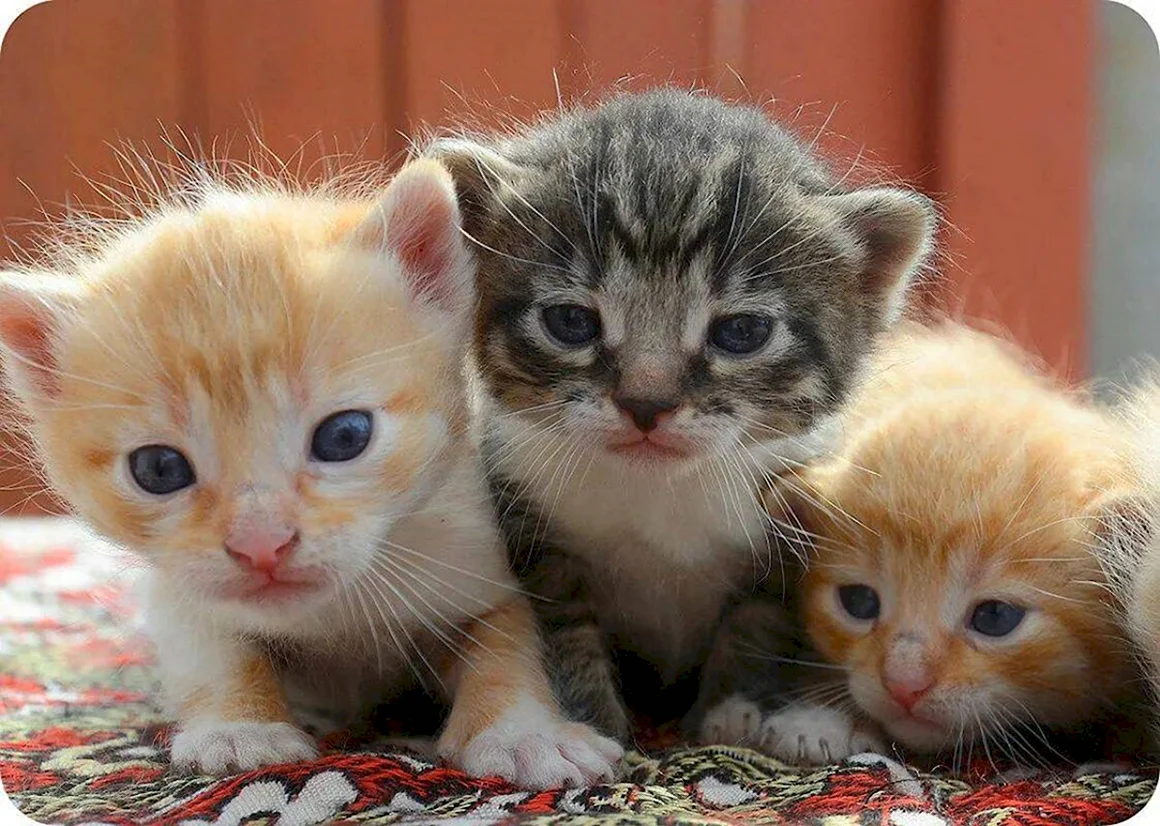 Котята