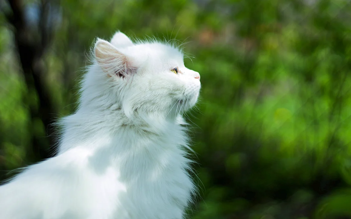 Котята белые пушистые ангорские