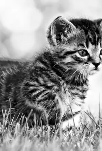 Котята чёрно белые