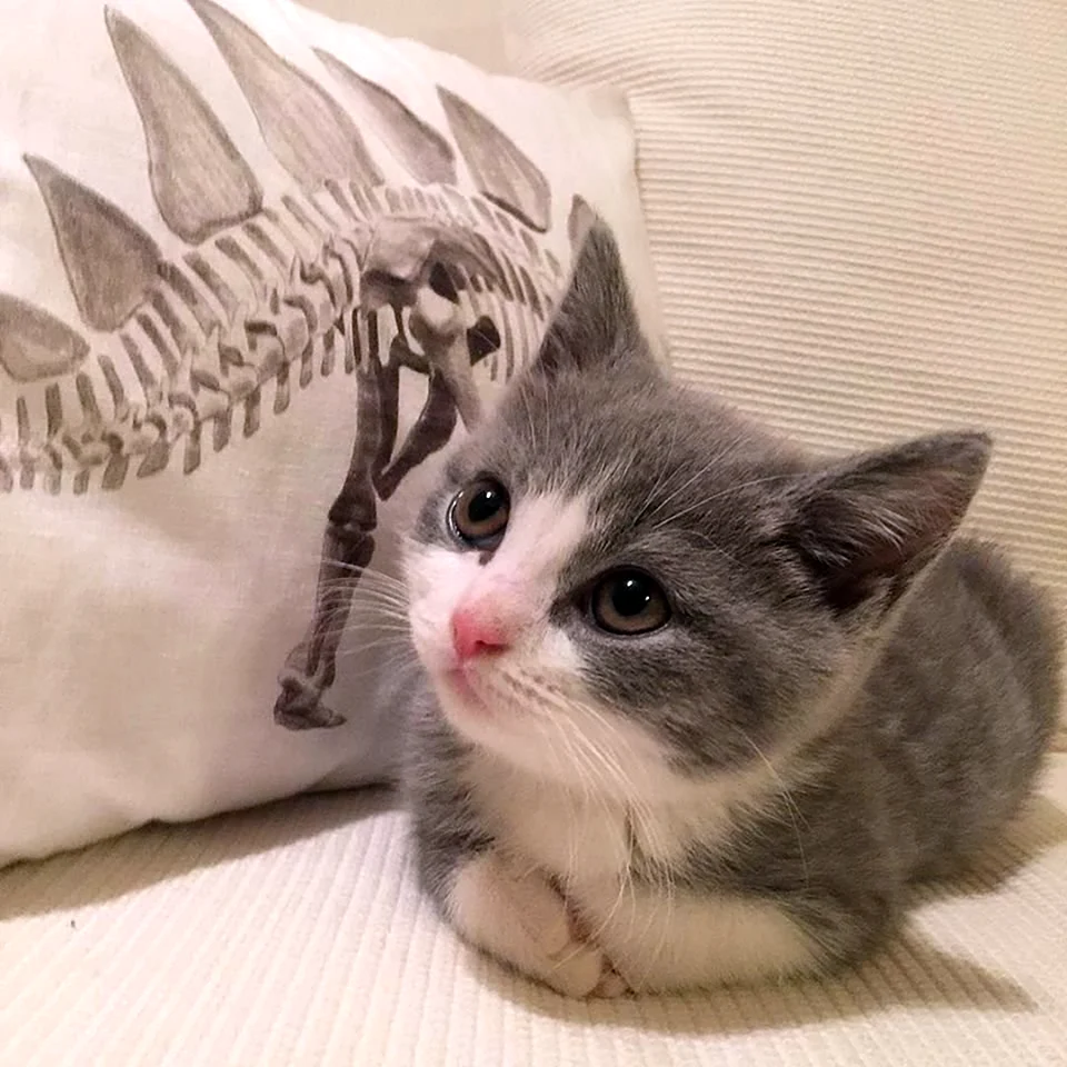 Котята Эстетика