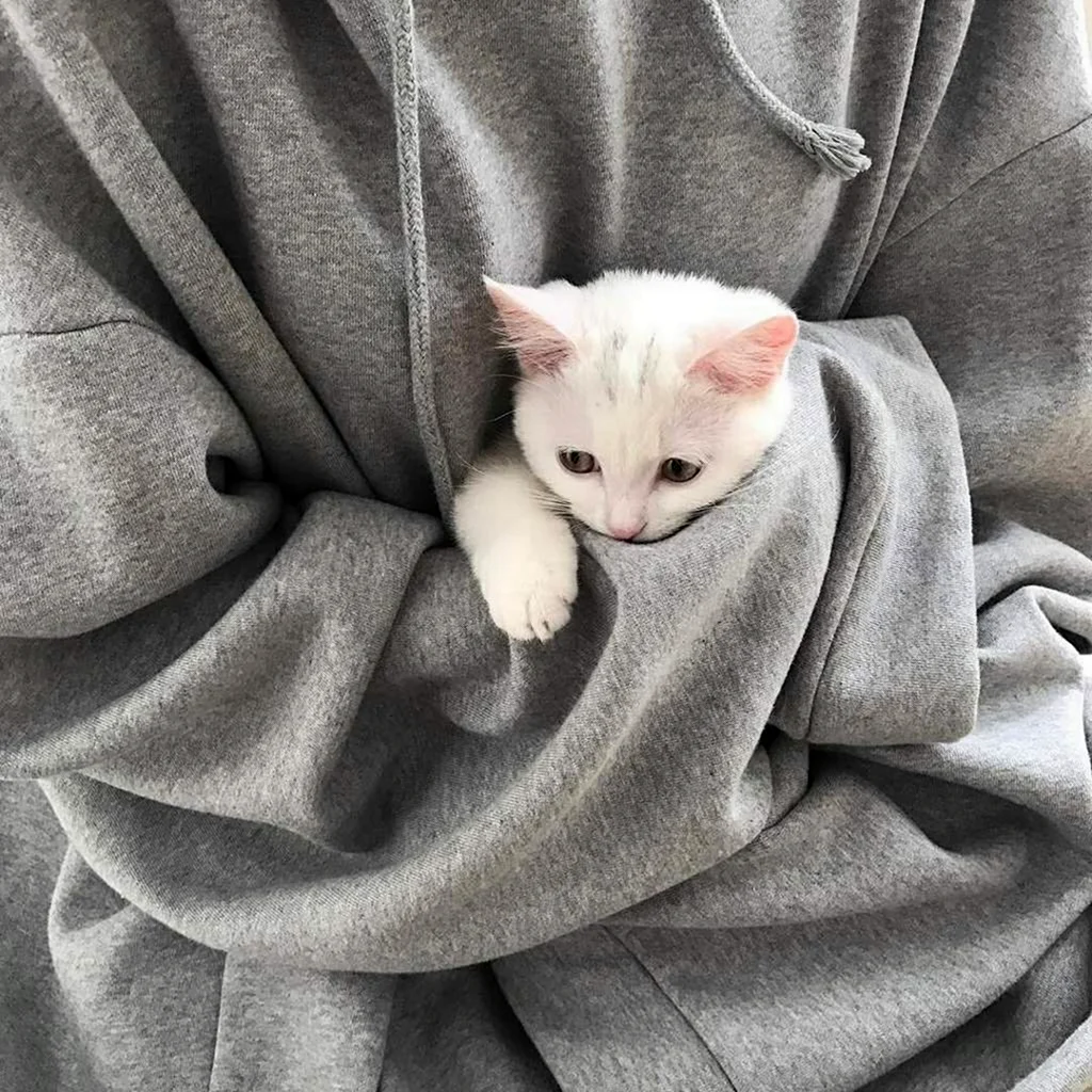 Котята Эстетика