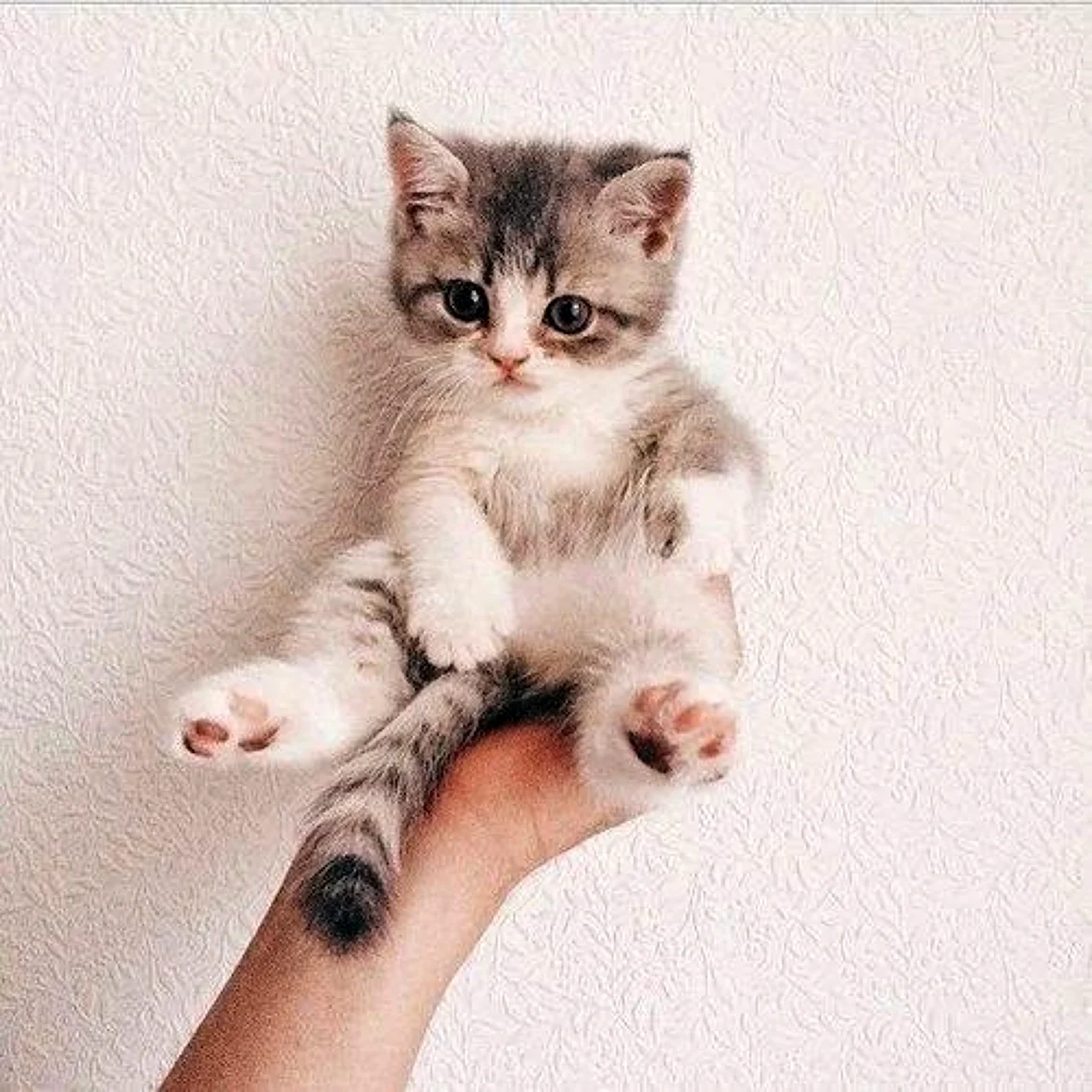 Котята Эстетика