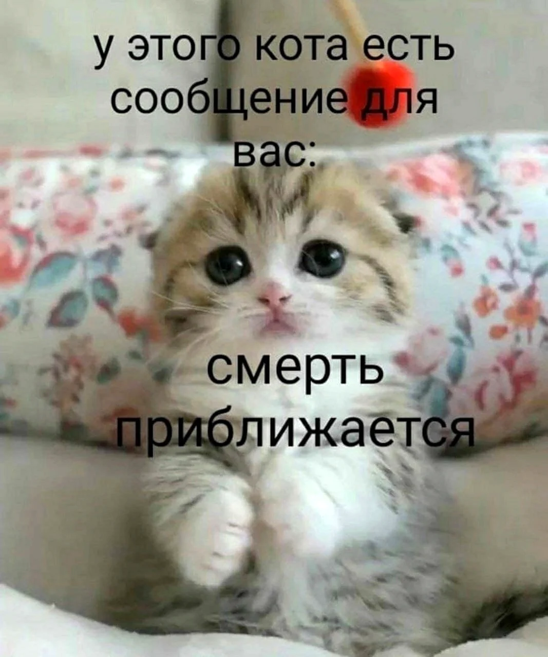 Котята гиф
