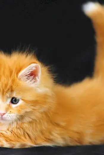 Котята Мейн кун 2 недели фото