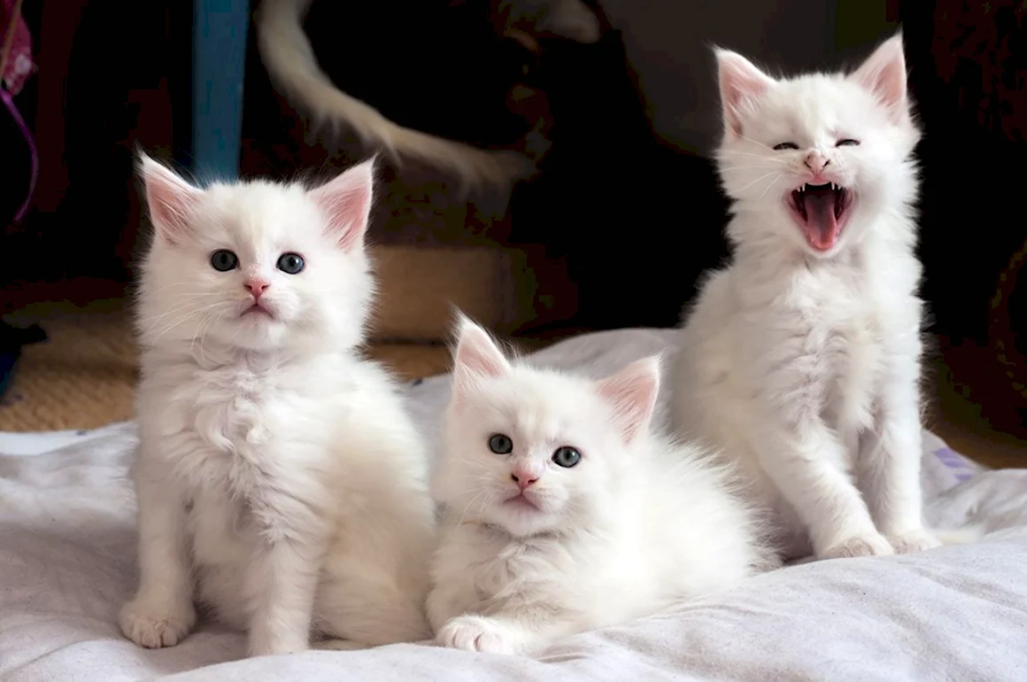 Котята Мейн кун белые