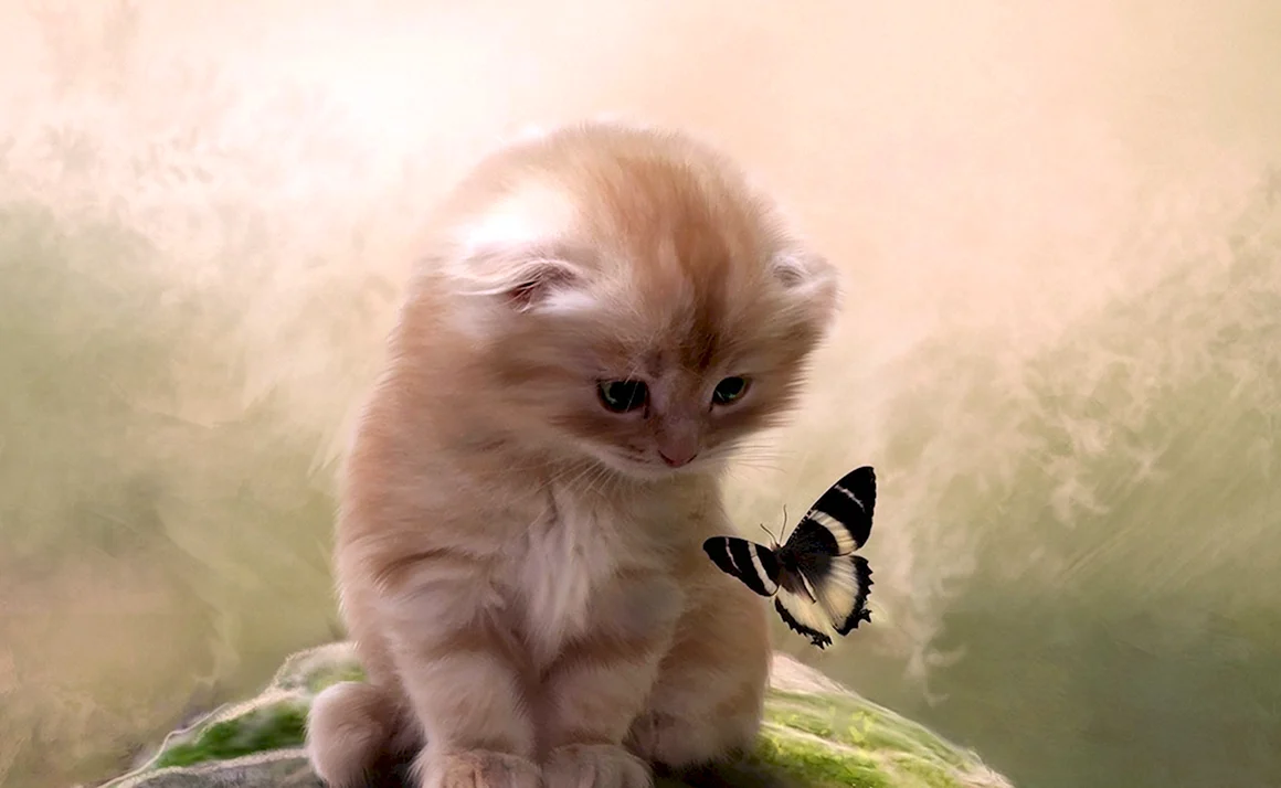 Котята милашки