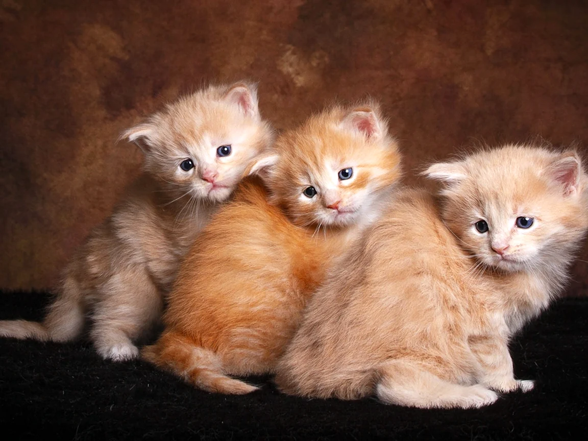 Котята милашки