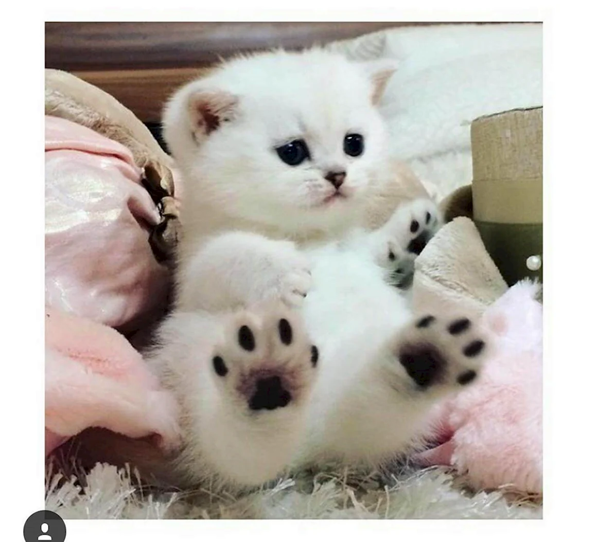 Котята милота