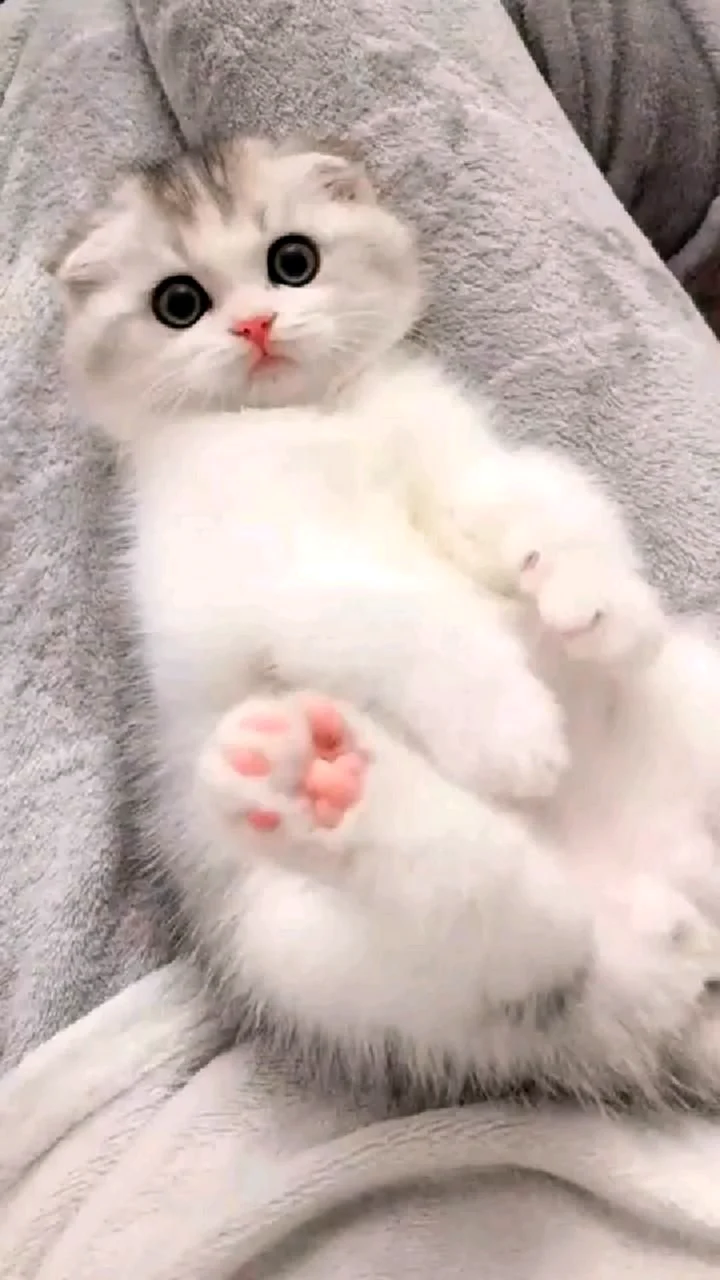 Котята милые и пушистые