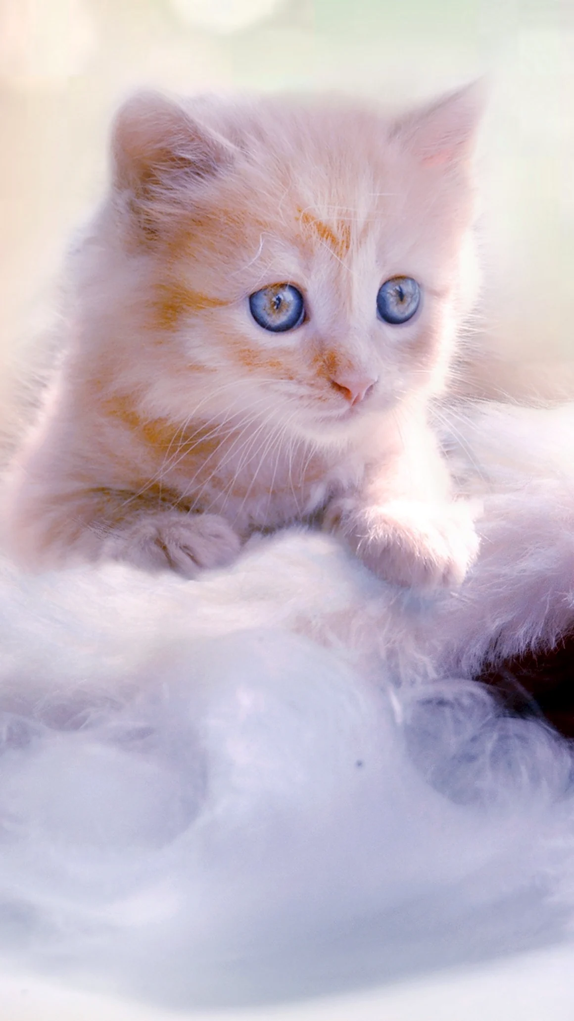 Котята на заставку