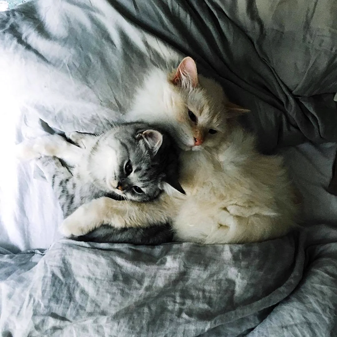 Котята нежатся