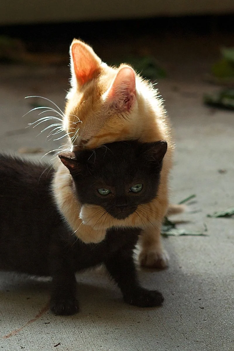 Котята обнимаются