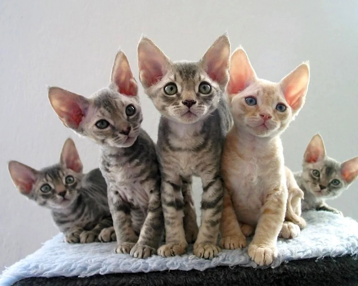 Котята породы Девон рекс