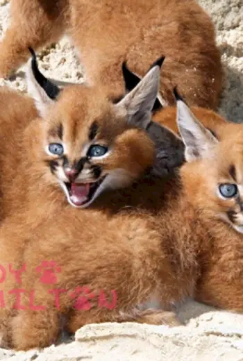 Котята породы каракал