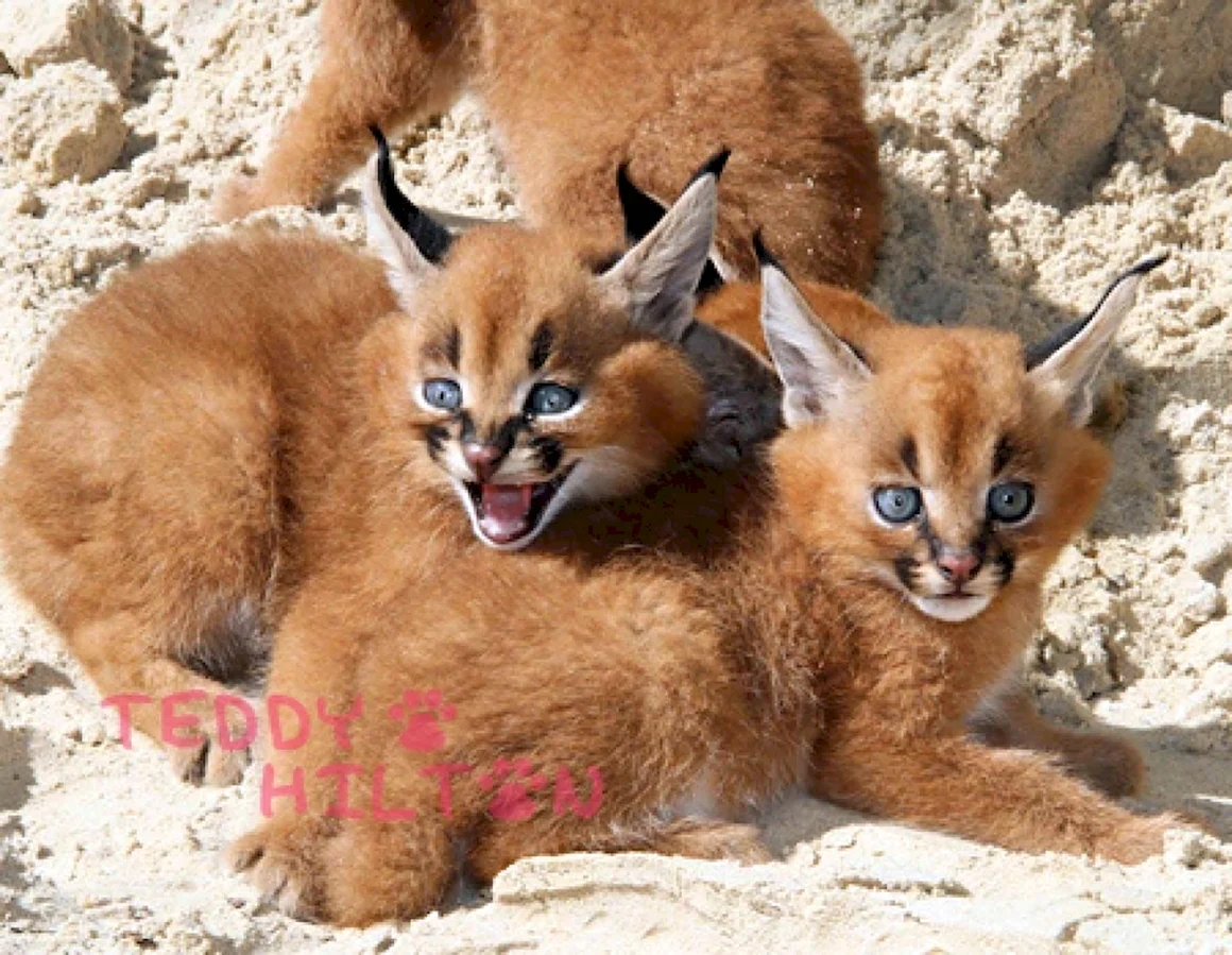 Котята породы каракал