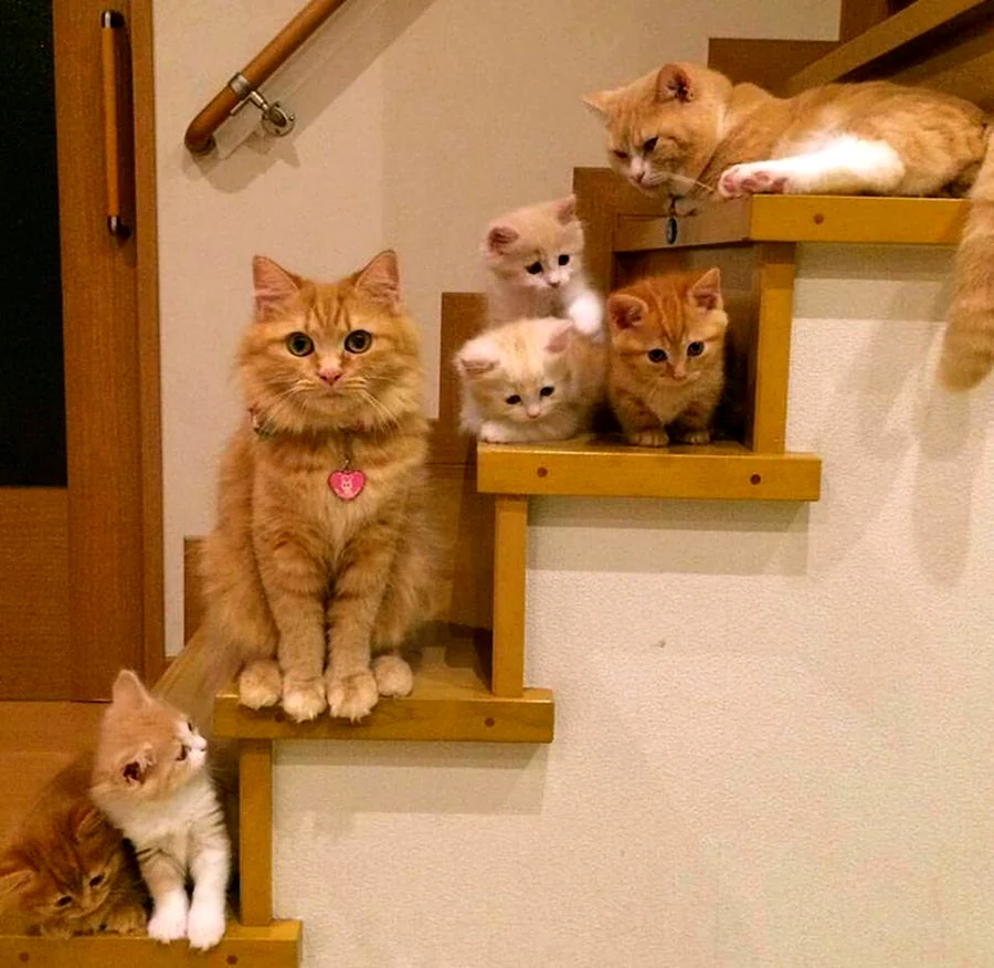 Котята приколы