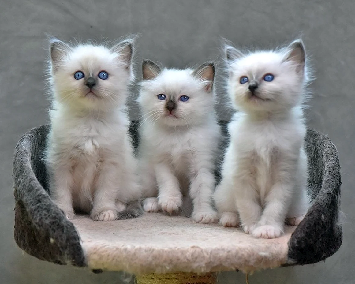 Котята разных пород