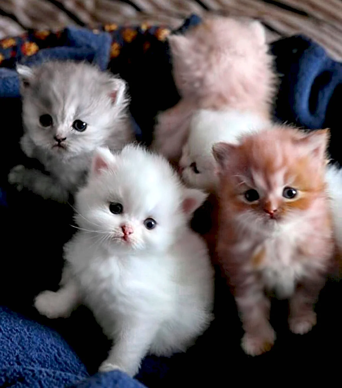 Котята разных пород