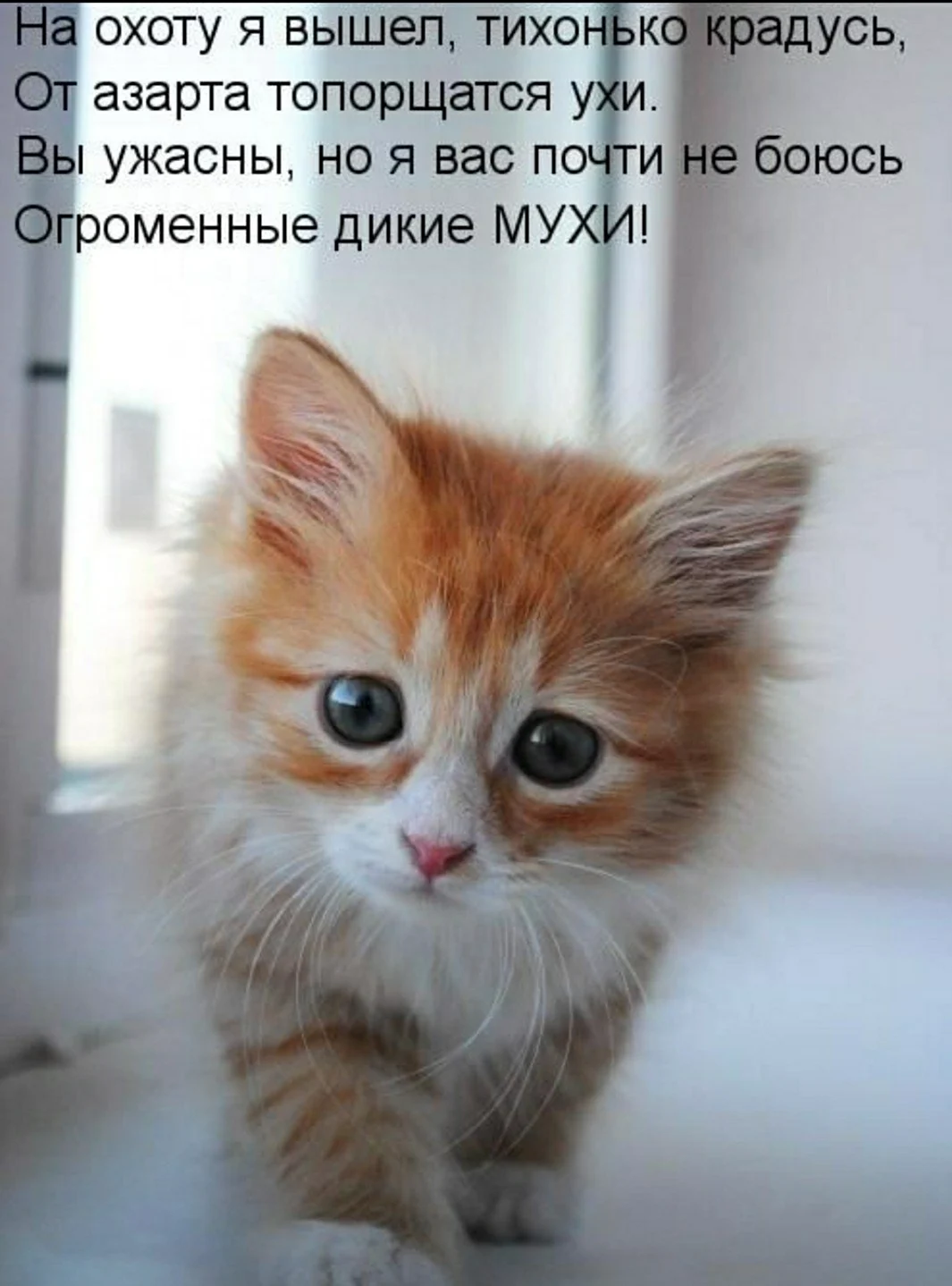 Котята с надписями