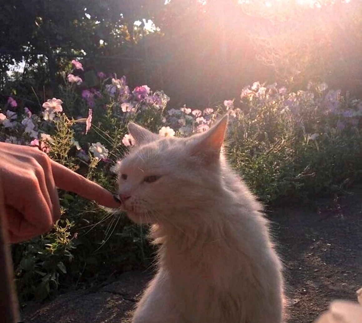 Котята сохры