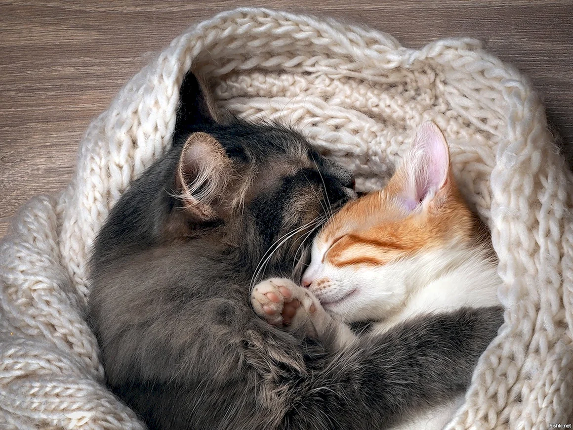 Котята спят в обнимку
