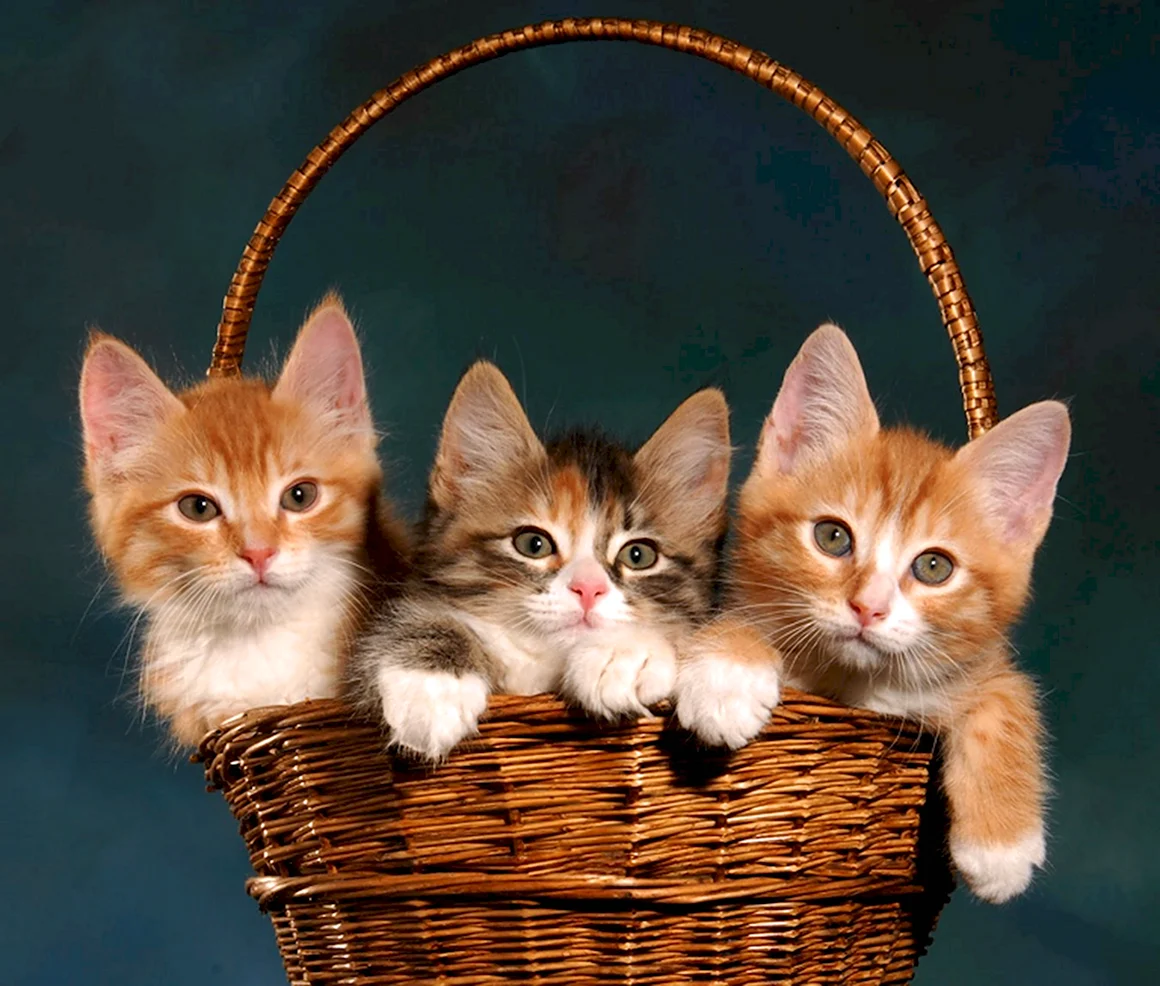 Котята в корзинке