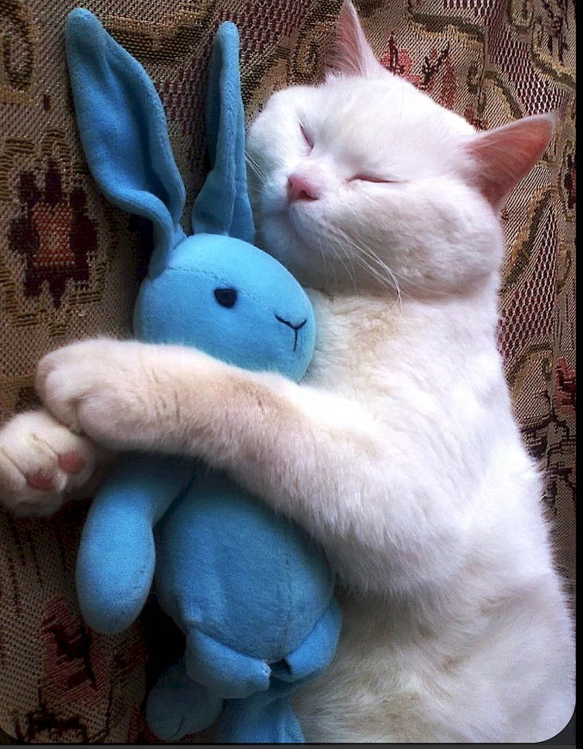 Котик и Зайка