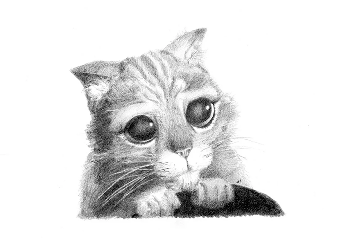 Котик из Шрека