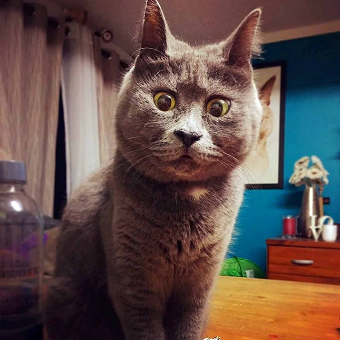 Котик Кевин
