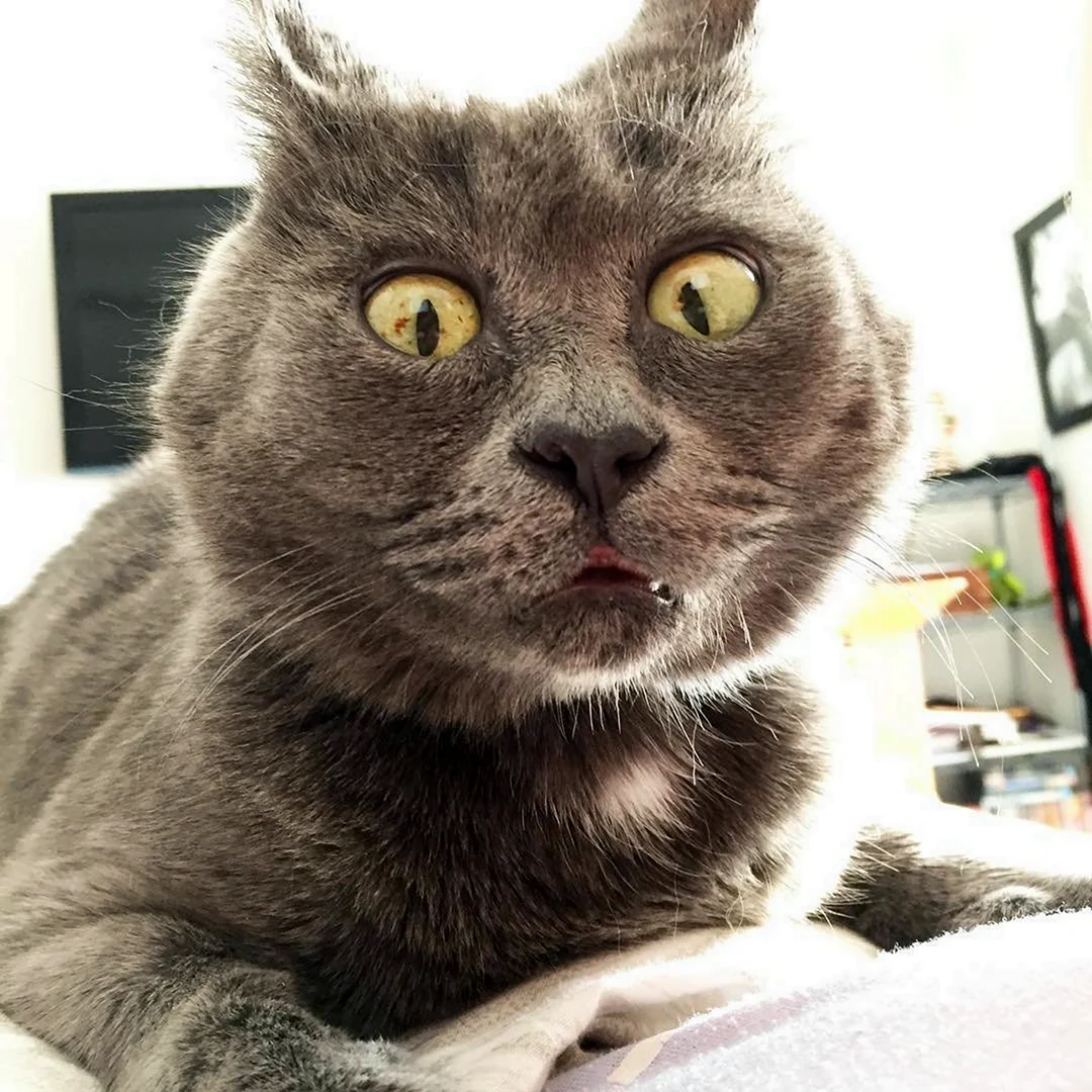Котик Кевин
